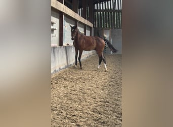 Selle Francais, Hengst, 1 Jahr, Schwarzbrauner