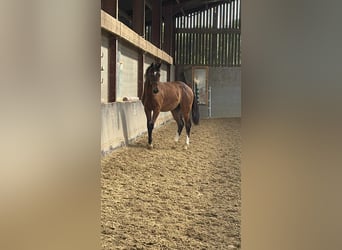 Selle Francais, Hengst, 1 Jahr, Schwarzbrauner