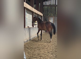 Selle Francais, Hengst, 1 Jahr, Schwarzbrauner
