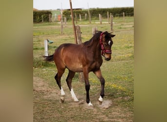 Selle Francais, Hengst, 1 Jahr, Schwarzbrauner