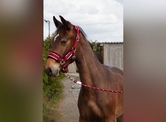 Selle Francais, Hengst, 1 Jahr, Schwarzbrauner