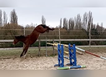 Selle Francais, Hengst, 2 Jahre, 165 cm, Brauner