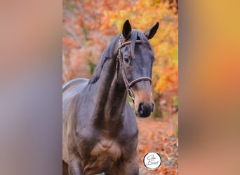 Selle Francais, Hengst, 2 Jahre, 168 cm, Schwarzbrauner