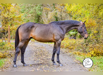 Selle Français, Hengst, 3 Jaar, 168 cm, Zwartbruin