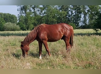 Selle Francais, Hengst, 3 Jahre, 170 cm, Fuchs