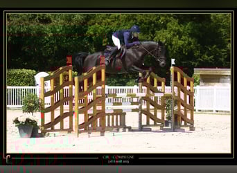 Selle Francais, Hengst, 4 Jahre, 168 cm, Rappe