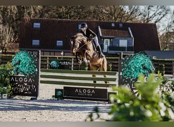 Selle Français, Hengst, 5 Jaar, Roodbruin