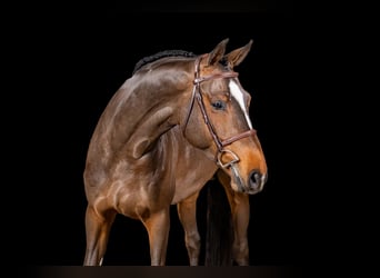 Selle Français, Hengst, 5 Jaar, Roodbruin