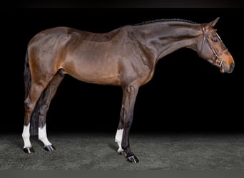 Selle Français, Hengst, 5 Jaar, Roodbruin
