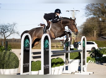 Selle Français, Hengst, 5 Jaar, Roodbruin