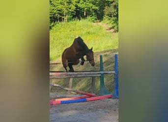 Selle Francais, Hengst, 6 Jahre, 166 cm, Brauner
