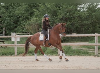 Selle Francais, Hengst, 7 Jahre, 168 cm, Dunkelfuchs