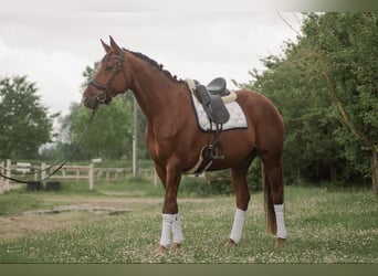 Selle Francais, Hengst, 7 Jahre, 168 cm, Dunkelfuchs