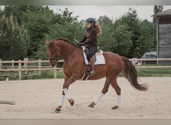 Selle Francais, Hengst, 7 Jahre, 168 cm, Dunkelfuchs