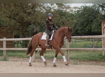 Selle Francais, Hengst, 7 Jahre, 168 cm, Dunkelfuchs