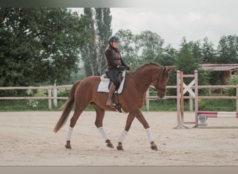 Selle Francais, Hengst, 7 Jahre, 168 cm, Dunkelfuchs