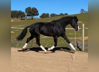 Selle Francais, Hengst, 7 Jahre, 170 cm, Rappe