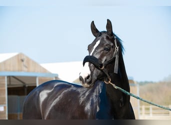 Selle Francais, Hengst, 8 Jahre, 172 cm, Schwarzbrauner