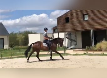 Selle Francais, Hengst, 9 Jahre