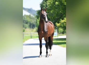 Selle Francais, Hengst, 13 Jahre, 170 cm, Brauner