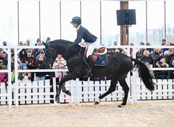 Selle Francais, Hengst, 10 Jahre, 172 cm, Dunkelbrauner