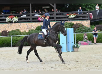 Selle Francais, Hengst, 10 Jahre, 172 cm, Dunkelbrauner