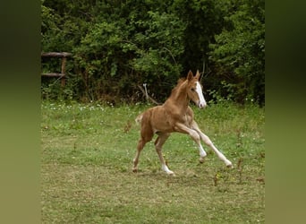 Selle Francais, Hengst, Fohlen (07/2023), 168 cm, Fuchs