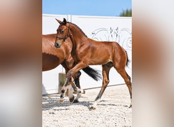 Selle Francais, Hengst, Fohlen (01/2026), Brauner