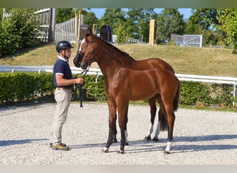 Selle Francais, Hengst, Fohlen (01/2026), Brauner