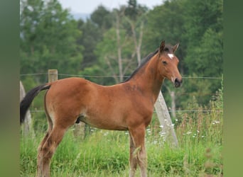 Selle Francais, Hengst, Fohlen (01/2024), Brauner