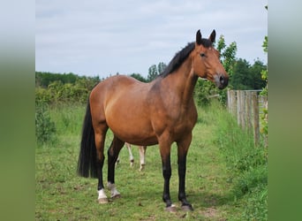 Selle Francais, Hengst, Fohlen (01/2024), Brauner