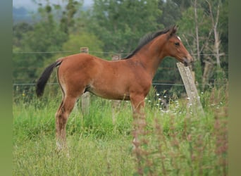 Selle Francais, Hengst, Fohlen (01/2024), Brauner