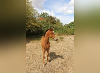 Selle Francais, Hengst, Fohlen (06/2026), Dunkelfuchs