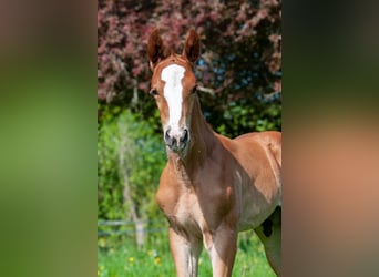 Selle Francais, Hengst, , Fuchs