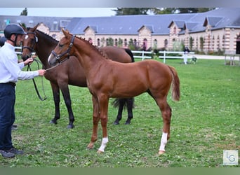 Selle Francais, Hengst, Fohlen (05/2025), Fuchs
