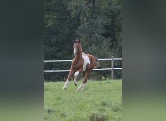Selle Francais, Hengst, Fohlen (06/2025), Schecke