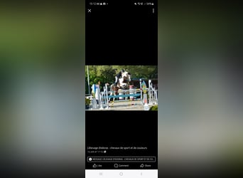 Selle Francais, Hengst, Fohlen (06/2025), Schecke