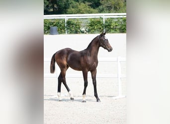 Selle Français, Hengst, Veulen (06/2025), 170 cm, Donkerbruin