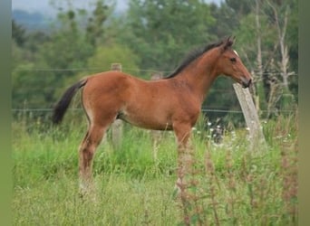 Selle Français, Hengst, veulen (01/2024), Brauner