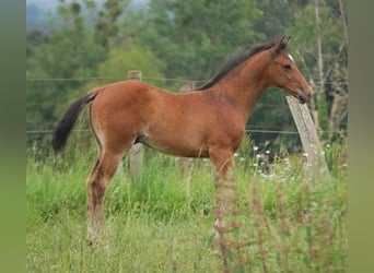 Selle Français, Hengst, veulen (01/2024), Brauner