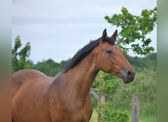 Selle Français, Hengst, veulen (01/2024), Brauner