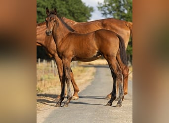 Selle Français, Hengst, Veulen (05/2026), Bruin