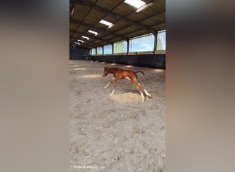 Selle Français, Hengst, Veulen (01/2026), Donkere-vos