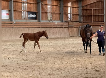 Selle Français, Hengst, Veulen (01/2026), Donkere-vos