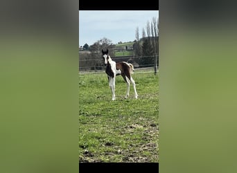 Selle Français, Hengst, veulen (01/2024), Gevlekt-paard