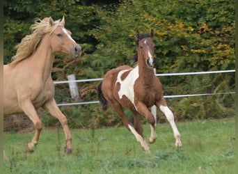 Selle Français, Hengst, Veulen (06/2025), Gevlekt-paard