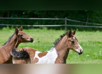 Selle Français, Hengst, Veulen (06/2025), Gevlekt-paard