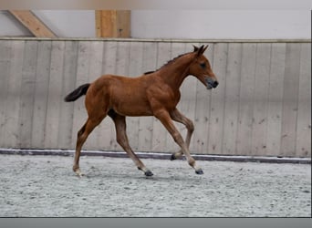 Selle Français, Hengst, veulen (04/2024), Roodbruin