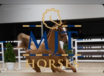 Selle Français, Hengst, 3 Jaar, 170 cm, Vos