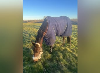 Selle Français, Hingst, 9 år, 168 cm, Brun